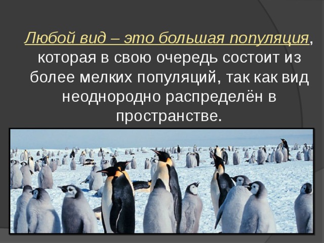  Любой вид – это большая популяция , которая в свою очередь состоит из более мелких популяций, так как вид неоднородно распределён в пространстве. 