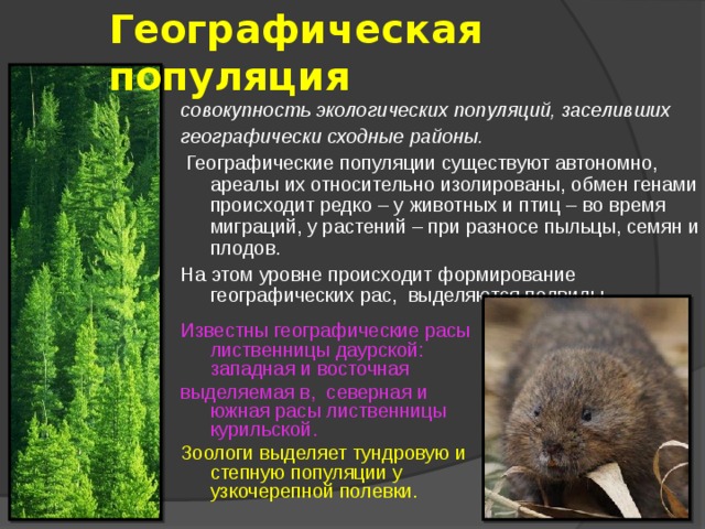 Географическая популяция совокупность экологических популяций, заселивших географически сходные районы.  Географические популяции существуют автономно, ареалы их относительно изолированы, обмен генами происходит редко – у животных и птиц – во время миграций, у растений – при разносе пыльцы, семян и плодов. На этом уровне происходит формирование географических рас, выделяются подвиды. Известны географические расы лиственницы даурской: западная и восточная выделяемая в, северная и южная расы лиственницы курильской. Зоологи выделяет тундровую и степную популяции у узкочерепной полевки. 