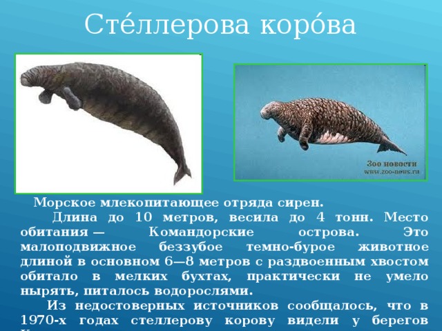 Сте́ллерова коро́ва  Морское млекопитающее отряда сирен.  Длина до 10 метров, весила до 4 тонн. Место обитания — Командорские острова. Это малоподвижное беззубое темно-бурое животное длиной в основном 6—8 метров с раздвоенным хвостом обитало в мелких бухтах, практически не умело нырять, питалось водорослями.  Из недостоверных источников сообщалось, что в 1970-х годах стеллерову корову видели у берегов Камчатки. 