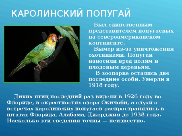 КАРОЛИНСКИЙ ПОПУГАЙ   Был единственным представителем попугаевых на североамериканском континенте. Вымер из-за уничтожения охотниками. Попугаи наносили вред полям и плодовым деревьям.  В зоопарке остались две последние особи. Умерли в 1918 году. Диких птиц последний раз видели в 1926 году во Флориде, в окрестностях озера Окичоби, а слухи о встречах каролинских попугаев распространялись в штатах Флорида, Алабама, Джорджия до 1938 года. Насколько эти сведения точны — неизвестно. 
