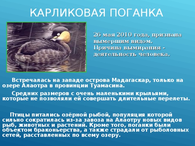 КАРЛИКОВАЯ ПОГАНКА   26 мая 2010 года, признана вымершим видом. Причина вымирания - деятельность человека.  Встречалась на западе острова Мадагаскар, только на озере Алаотра в провинции Туамасина.  Средних размеров с очень маленькими крыльями, которые не позволяли ей совершать длительные перелеты.  Птицы питались озёрной рыбой, популяция которой сильно сократилась из-за завоза на Алаотру новых видов рыб, животных и растений. Кроме того, поганки были объектом браконьерства, а также страдали от рыболовных сетей, расставленных по всему озеру. 