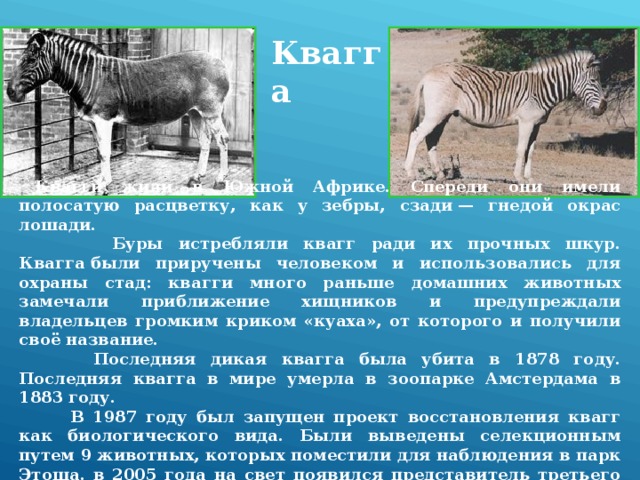 КВАГГА Квагга  Квагги жили в Южной Африке. Спереди они имели полосатую расцветку, как у зебры, сзади — гнедой окрас лошади.  Буры истребляли квагг ради их прочных шкур. Квагга были приручены человеком и использовались для охраны стад: квагги много раньше домашних животных замечали приближение хищников и предупреждали владельцев громким криком «куаха», от которого и получили своё название.  Последняя дикая квагга была убита в 1878 году. Последняя квагга в мире умерла в зоопарке Амстердама в 1883 году.  В 1987 году был запущен проект восстановления квагг как биологического вида. Были выведены селекционным путем 9 животных, которых поместили для наблюдения в парк Этоша. в 2005 года на свет появился представитель третьего поколения. 