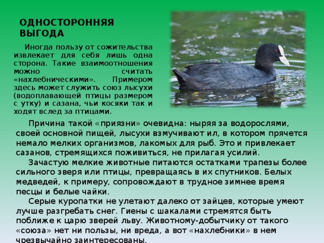 ОДНОСТОРОННЯЯ ВЫГОДА   Иногда пользу от сожительства извлекает для себя лишь одна сторона. Такие взаимоотношения можно считать «нахлебническими». Примером здесь может служить союз лысухи (водоплавающей птицы размером с утку) и сазана, чьи косяки так и ходят вслед за птицами. Причина такой «приязни» очевидна: ныряя за водорослями, своей основной пищей, лысухи взмучивают ил, в котором прячется немало мелких организмов, лакомых для рыб. Это и привлекает сазанов, стремящихся поживиться, не прилагая усилий. Зачастую мелкие животные питаются остатками трапезы более сильного зверя или птицы, превращаясь в их спутников. Белых медведей, к примеру, сопровождают в трудное зимнее время песцы и белые чайки. Серые куропатки не улетают далеко от зайцев, которые умеют лучше разгребать снег. Гиены с шакалами стремятся быть поближе к царю зверей льву. Животному-добытчику от такого «союза» нет ни пользы, ни вреда, а вот «нахлебники» в нем чрезвычайно заинтересованы. 