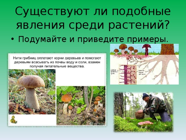 Существуют ли подобные явления среди растений? Подумайте и приведите примеры. 