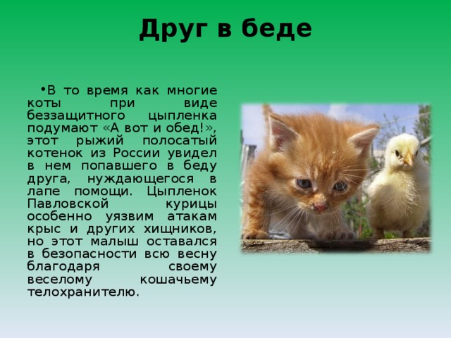 Друг в беде   В то время как многие коты при виде беззащитного цыпленка подумают «А вот и обед!», этот рыжий полосатый котенок из России увидел в нем попавшего в беду друга, нуждающегося в лапе помощи. Цыпленок Павловской курицы особенно уязвим атакам крыс и других хищников, но этот малыш оставался в безопасности всю весну благодаря своему веселому кошачьему телохранителю.  