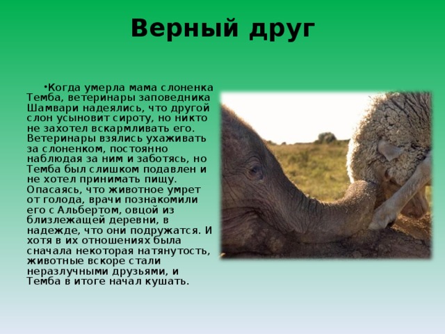 Верный друг   Когда умерла мама слоненка Темба, ветеринары заповедника Шамвари надеялись, что другой слон усыновит сироту, но никто не захотел вскармливать его. Ветеринары взялись ухаживать за слоненком, постоянно наблюдая за ним и заботясь, но Темба был слишком подавлен и не хотел принимать пищу. Опасаясь, что животное умрет от голода, врачи познакомили его с Альбертом, овцой из близлежащей деревни, в надежде, что они подружатся. И хотя в их отношениях была сначала некоторая натянутость, животные вскоре стали неразлучными друзьями, и Темба в итоге начал кушать.  