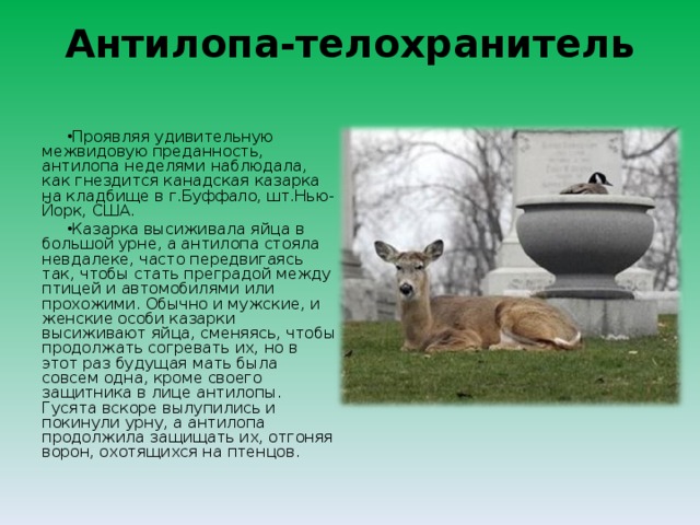 Антилопа-телохранитель   Проявляя удивительную межвидовую преданность, антилопа неделями наблюдала, как гнездится канадская казарка на кладбище в г.Буффало, шт.Нью-Йорк, США. Казарка высиживала яйца в большой урне, а антилопа стояла невдалеке, часто передвигаясь так, чтобы стать преградой между птицей и автомобилями или прохожими. Обычно и мужские, и женские особи казарки высиживают яйца, сменяясь, чтобы продолжать согревать их, но в этот раз будущая мать была совсем одна, кроме своего защитника в лице антилопы. Гусята вскоре вылупились и покинули урну, а антилопа продолжила защищать их, отгоняя ворон, охотящихся на птенцов.  