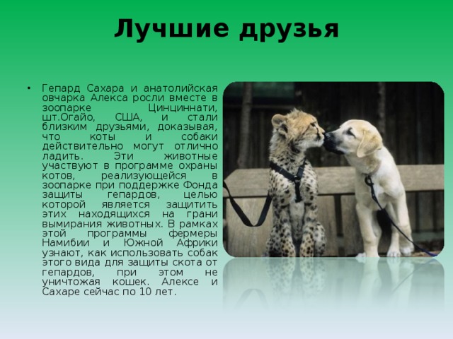 Лучшие друзья   Гепард Сахара и анатолийская овчарка Алекса росли вместе в зоопарке Цинциннати, шт.Огайо, США, и стали близким друзьями, доказывая, что коты и собаки действительно могут отлично ладить. Эти животные участвуют в программе охраны котов, реализующейся в зоопарке при поддержке Фонда защиты гепардов, целью которой является защитить этих находящихся на грани вымирания животных. В рамках этой программы фермеры Намибии и Южной Африки узнают, как использовать собак этого вида для защиты скота от гепардов, при этом не уничтожая кошек. Алексе и Сахаре сейчас по 10 лет.  