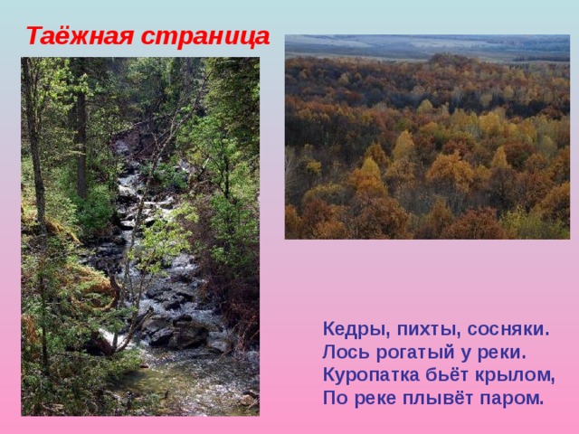Таёжная страница Кедры, пихты, сосняки. Лось рогатый у реки. Куропатка бьёт крылом, По реке плывёт паром. 