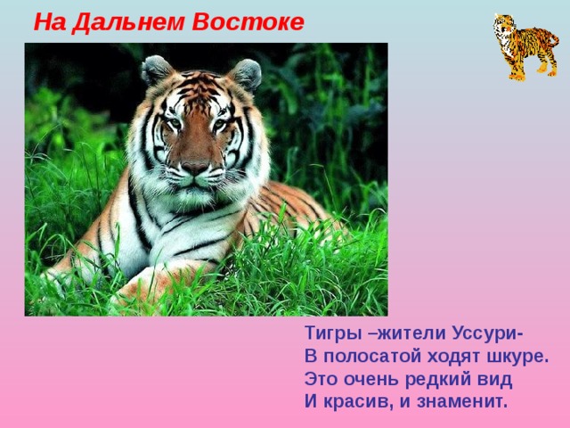 На Дальнем Востоке Тигры –жители Уссури- В полосатой ходят шкуре. Это очень редкий вид И красив, и знаменит. 