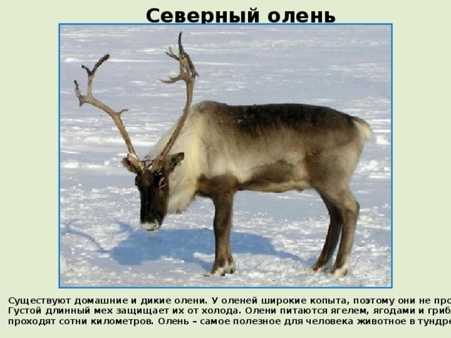 Северный олень Существуют домашние и дикие олени. У оленей широкие копыта, поэтому они не проваливаются в болота и снег. Густой длинный мех защищает их от холода. Олени питаются ягелем, ягодами и грибами. В поисках корма олени проходят сотни километров. Олень – самое полезное для человека животное в тундре.  