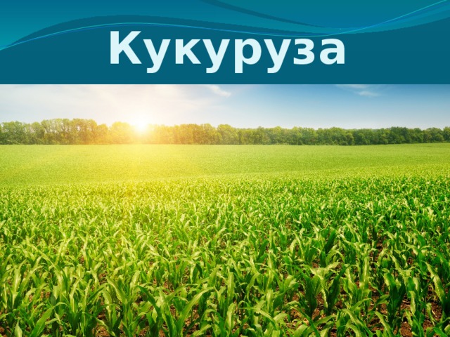 Кукуруза 