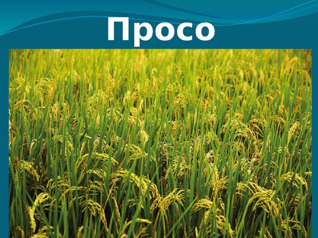 Просо 