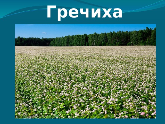 Гречиха 