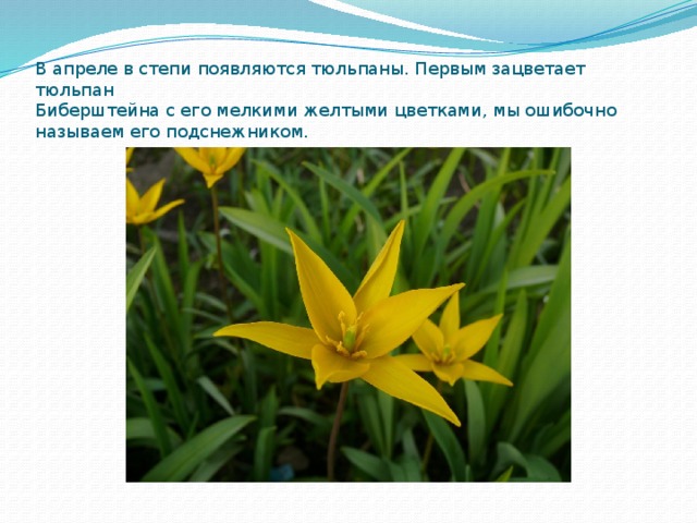 В апреле в степи появляются тюльпаны. Первым зацветает тюльпан    Биберштейна с его мелкими желтыми цветками, мы ошибочно называем его подснежником. 