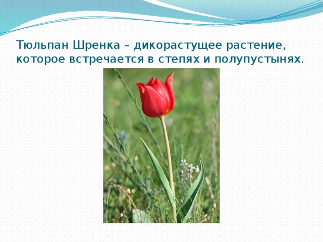 Тюльпан Шренка – дикорастущее растение, которое встречается в степях и полупустынях. 