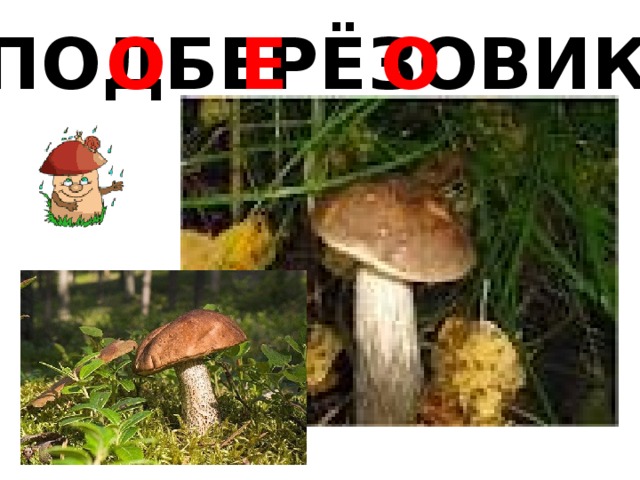 ПОДБЕРЁЗОВИК Е О О 