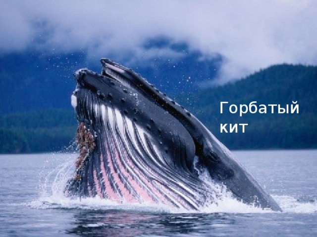 Горбатый кит