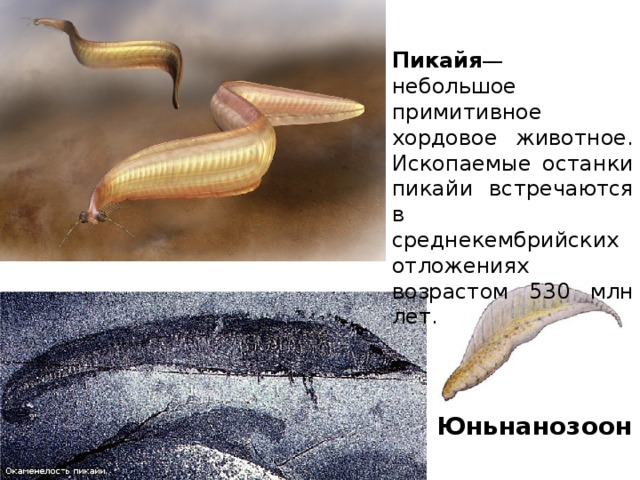 Пикайя — небольшое примитивное хордовое животное. Ископаемые останки пикайи встречаются в среднекембрийских отложениях возрастом 530 млн лет. Юньнанозоон 