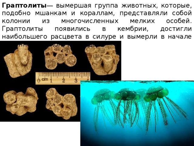 Граптолиты — вымершая группа животных, которые, подобно мшанкам и кораллам, представляли собой колонии из многочисленных мелких особей. Граптолиты появились в кембрии, достигли наибольшего расцвета в силуре и вымерли в начале каменноугольного периода. 