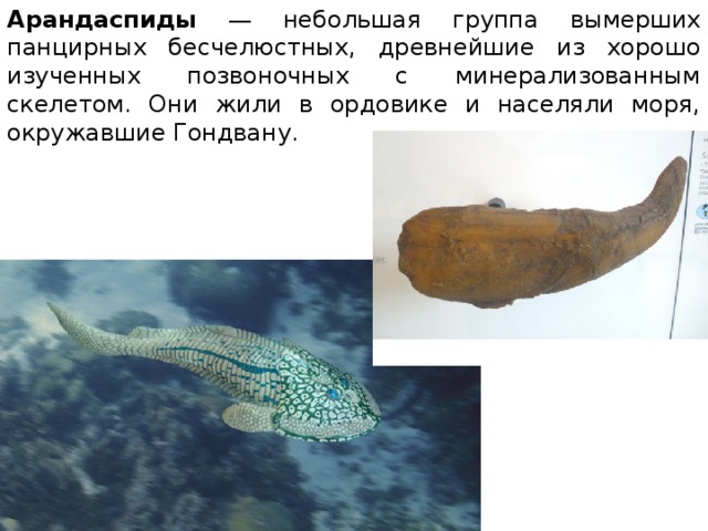 Арандаспиды — небольшая группа вымерших панцирных бесчелюстных, древнейшие из хорошо изученных позвоночных с минерализованным скелетом. Они жили в ордовике и населяли моря, окружавшие Гондвану. 