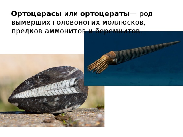 Ортоцерасы или ортоцераты — род вымерших головоногих моллюсков, предков аммонитов и беремнитов. 