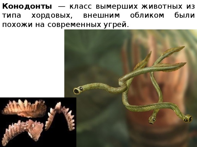 Конодонты  — класс вымерших животных из типа хордовых, внешним обликом были похожи на современных угрей. 