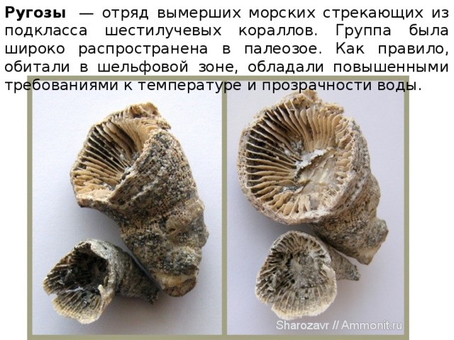 Ругозы  — отряд вымерших морских стрекающих из подкласса шестилучевых кораллов. Группа была широко распространена в палеозое. Как правило, обитали в шельфовой зоне, обладали повышенными требованиями к температуре и прозрачности воды. 