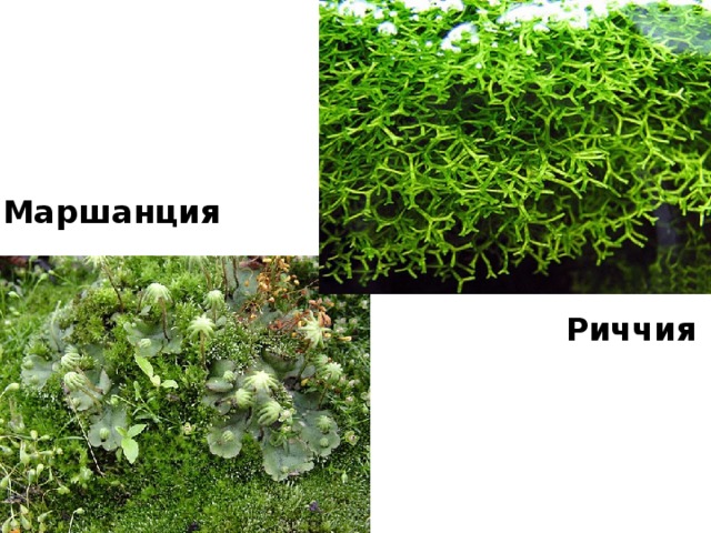 Маршанция Риччия 