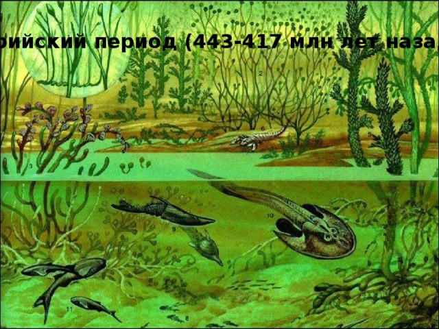 Силурийский период (443-417 млн лет назад) 