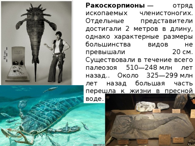 Ракоскорпионы  — отряд ископаемых членистоногих. Отдельные представители достигали 2 метров в длину, однако характерные размеры большинства видов не превышали 20 см. Существовали в течение всего палеозоя 510—248 млн лет назад.. Около 325—299 млн лет назад большая часть перешла к жизни в пресной воде. 