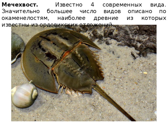 Мечехвост. Известно 4 современных вида. Значительно большее число видов описано по окаменелостям, наиболее древние из которых известны из ордовикских отложений. 