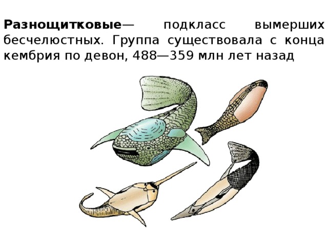 Разнощитковые — подкласс вымерших бесчелюстных. Группа существовала с конца кембрия по девон, 488—359 млн лет назад 