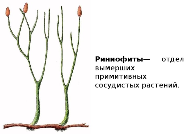 Риниофиты — отдел вымерших примитивных сосудистых растений. 