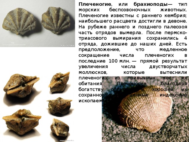 Плеченогие , или брахиоподы — тип морских беспозвоночных животных. Плеченогие известны с раннего кембрия; наибольшего расцвета достигли в девоне. На рубеже раннего и позднего палеозоя часть отрядов вымерла. После пермско-триасового вымирания сохранились 4 отряда, дожившие до наших дней. Есть предположение, что медленное сокращение числа плеченогих в последние 100 млн. — прямой результат увеличения числа двустворчатых моллюсков, которые вытеснили плеченогих из привычных мест их обитания. Плеченогие, благодаря богатству остатков и хорошей их сохранности, — ценные индексные ископаемые 