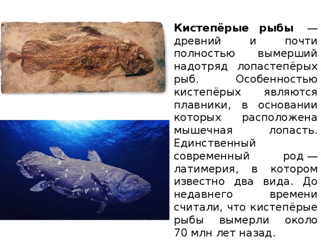 Кистепёрые рыбы  — древний и почти полностью вымерший надотряд лопастепёрых рыб. Особенностью кистепёрых являются плавники, в основании которых расположена мышечная лопасть. Единственный современный род — латимерия, в котором известно два вида. До недавнего времени считали, что кистепёрые рыбы вымерли около 70 млн лет назад. 