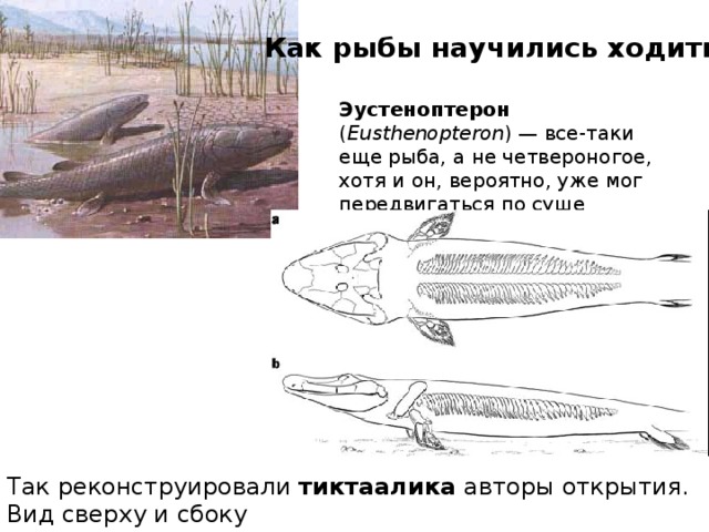 Как рыбы научились ходить? Эустеноптерон ( Eusthenopteron ) — все-таки еще рыба, а не четвероногое, хотя и он, вероятно, уже мог передвигаться по суше Так реконструировали тиктаалика авторы открытия. Вид сверху и сбоку 