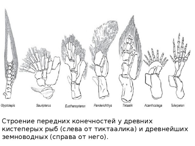 Строение передних конечностей у древних кистеперых рыб (слева от тиктаалика) и древнейших земноводных (справа от него). 