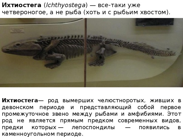 Ихтиостега ( Ichthyostega ) — все-таки уже четвероногое, а не рыба (хоть и с рыбьим хвостом). Ихтиостега — род вымерших челюстноротых, живших в девонском периоде и представляющий собой первое промежуточное звено между рыбами и амфибиями. Этот род не является прямым предком современных видов, предки которых — лепоспондилы  — появились в каменноугольном периоде. 
