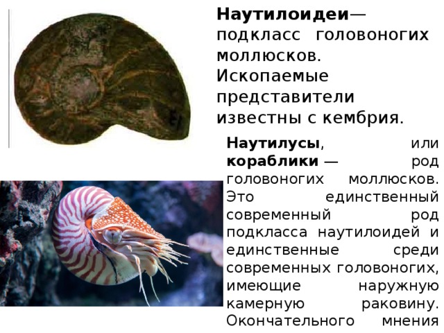 Наутилоидеи — подкласс головоногих моллюсков. Ископаемые представители известны с кембрия. Наутилусы , или кораблики  — род головоногих моллюсков. Это единственный современный род подкласса наутилоидей и единственные среди современных головоногих, имеющие наружную камерную раковину. Окончательного мнения относительно количества современных видов нет. Общепризнаны три вида. 