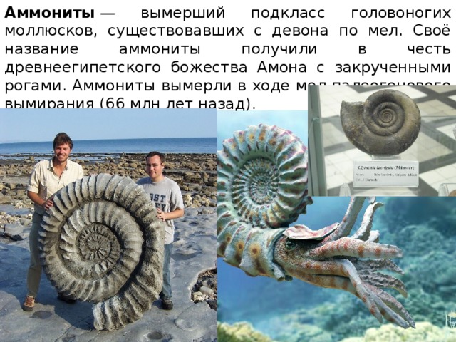 Аммониты  — вымерший подкласс головоногих моллюсков, существовавших с девона по мел. Своё название аммониты получили в честь древнеегипетского божества Амона с закрученными рогами. Аммониты вымерли в ходе мел-палеогенового вымирания (66 млн лет назад). 