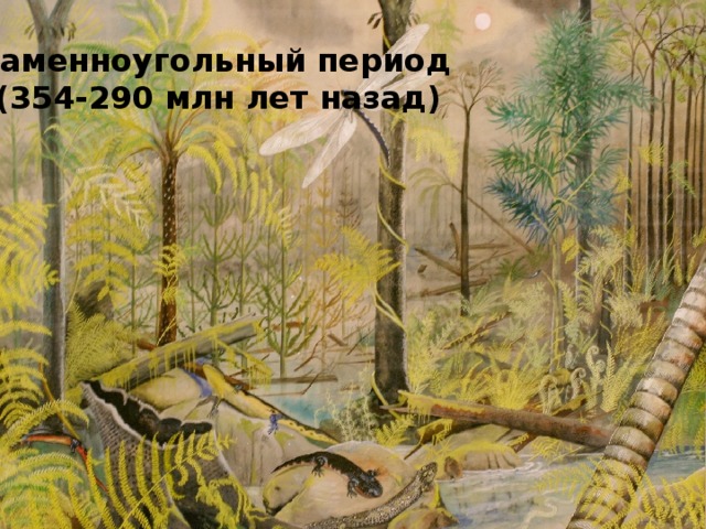 Каменноугольный период (354-290 млн лет назад) 