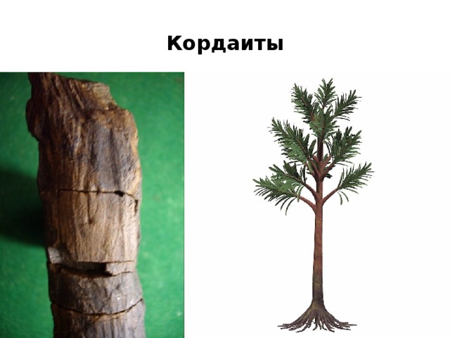 Кордаиты 