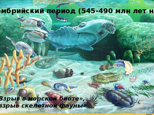 Кембрийский период (545-490 млн лет назад) «Взрыв в морской биоте», «взрыв скелетной фауны» 