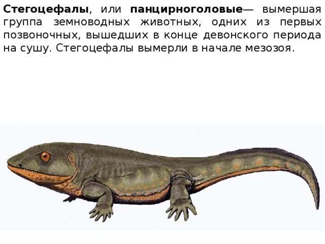 Стегоцефалы , или панцирноголовые — вымершая группа земноводных животных, одних из первых позвоночных, вышедших в конце девонского периода на сушу. Стегоцефалы вымерли в начале мезозоя. 