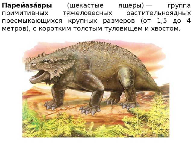 Парейаза́вры (щекастые ящеры) — группа примитивных тяжеловесных растительноядных пресмыкающихся крупных размеров (от 1,5 до 4 метров), с коротким толстым туловищем и хвостом. 