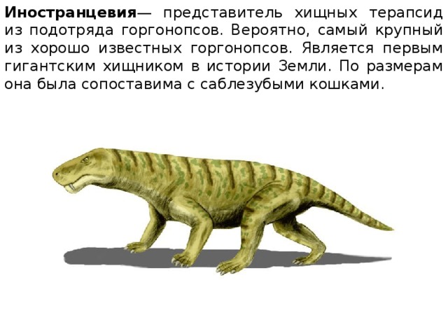 Иностранцевия — представитель хищных терапсид из подотряда горгонопсов. Вероятно, самый крупный из хорошо известных горгонопсов. Является первым гигантским хищником в истории Земли. По размерам она была сопоставима с саблезубыми кошками. 