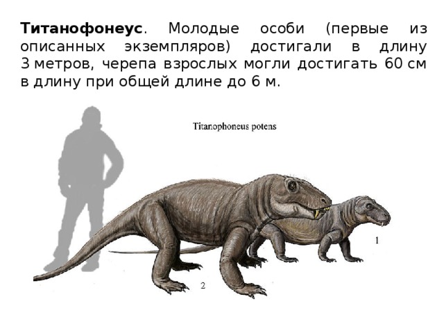 Титанофонеус . Молодые особи (первые из описанных экземпляров) достигали в длину 3 метров, черепа взрослых могли достигать 60 см в длину при общей длине до 6 м. 