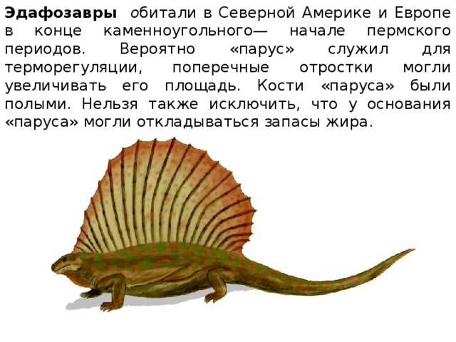 Эдафозавры  о битали в Северной Америке и Европе в конце каменноугольного— начале пермского периодов. Вероятно «парус» служил для терморегуляции, поперечные отростки могли увеличивать его площадь. Кости «паруса» были полыми. Нельзя также исключить, что у основания «паруса» могли откладываться запасы жира. 