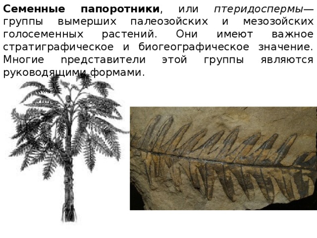 Семенные папоротники , или птеридоспермы — группы вымерших палеозойских и мезозойских голосеменных растений. Они имеют важное стратиграфическое и биогеографическое значение. Многие nредставители этой группы являются руководящими формами. 